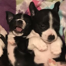 French Bulldogs and Teddy Roosevelt Terriers from Susie’s Cuties