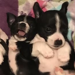 French Bulldogs and Teddy Roosevelt Terriers from Susie’s Cuties