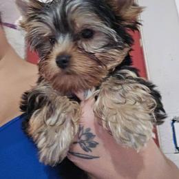 Tank - Black and tan male Yorkshire Terrier puppy in Hesperia, California from Diamond Doll Yorkies