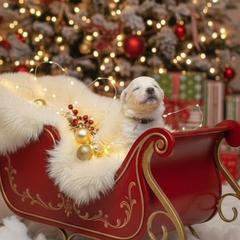 Light Blue Collar  (Spencer) - White male Berger Blanc Suisse puppy in Rice Lake, Wisconsin from Windswept White Swiss Shepherds