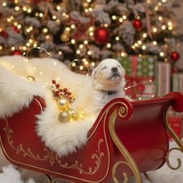 Light Blue Collar  (Spencer) - White male Berger Blanc Suisse puppy in Rice Lake, Wisconsin from Windswept White Swiss Shepherds