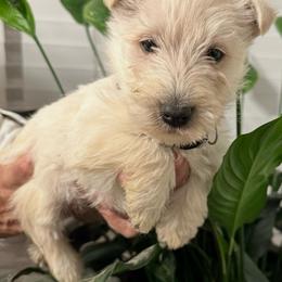 Mr. Grey - Wheaten male Scottish Terrier puppy in California from CVS Scottish Terriers/ Giant Schnauzers