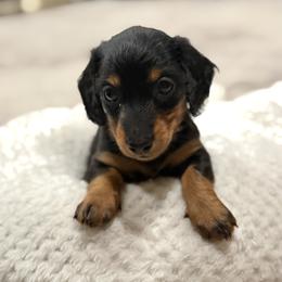 Badger - Black and tan male Dachshund puppy in Opelousas, Louisiana from Southern Bloom Dachshunds