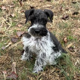 Black Parti Female - Parti female Miniature Schnauzer puppy in Clover, South Carolina from Bobo’s Babies Kennels