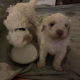 Lagotto Romagnolo Puppies from CreekSide Lagotto
