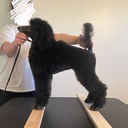 Poodle Puppies from Cedar Cove Standard Poodles