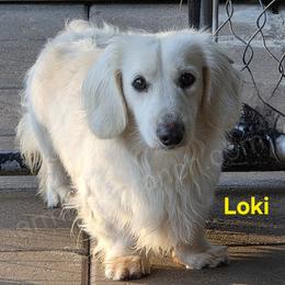 Loki - Cream male Dachshund puppy in Jacksonville, Texas from ArmnalegRanch LLC