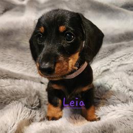 Dachshund Puppies from Circle F Wired Wieners