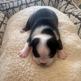 Nellie Jade Girl 6 - Black and white female Boston Terrier puppy in Brookville, Ohio from Best Friend Bostons