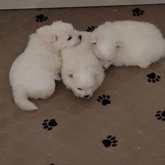 American Eskimo Dog Puppies from Diamond Storm Eskies