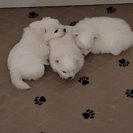American Eskimo Dog Puppies from Diamond Storm Eskies
