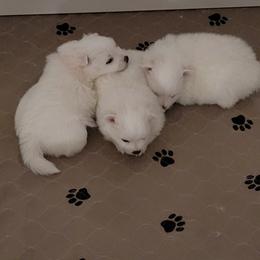 American Eskimo Dog Puppies from Diamond Storm Eskies