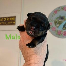 Green collar - Black and mahogany male Rottweiler puppy in Cleveland, Tennessee from Thomas Rotts