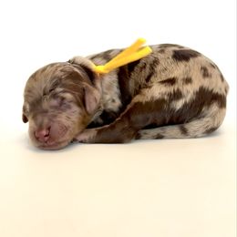 Doe - Merle female Goldendoodle puppy in Pulaski, Tennessee from Doodle My Heart