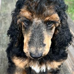Kate Hudson - Phantom female Poodle puppy in Mount Gilead, Ohio from Cats Creek Standard Poodles