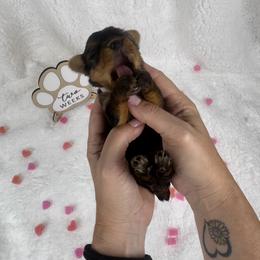 Yorkshire Terrier Puppies from Teenie Sweeties Yorkies