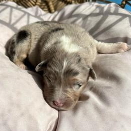 Cruz - Blue merle female Australian Shepherd puppy in Grants Pass, Oregon from Carmel Mountain Aussies