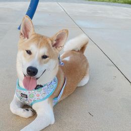 Kenji - Shiba Inu