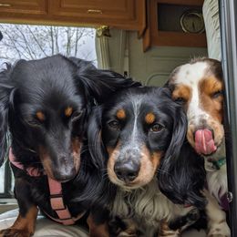 Dachshunds from BHD Farms
