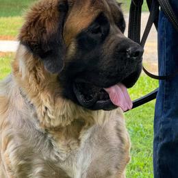 Bjorn - Mastiff