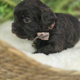 Huntley - Brown male Shihpoo puppy in Hartville, Missouri from Petty Paws