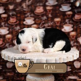 Chai - Black and white female Sheepadoodle puppy in Cleveland, Tennessee from Narrow Path Old English & Sheepadoodles