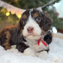 Red - Tri-color male Bernedoodle puppy in Hesperia, Michigan from Red Acres Poodles & Doodles