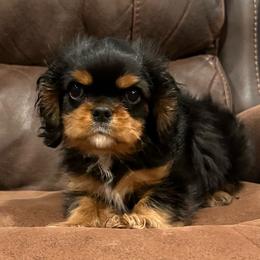 Reese - Black and tan male Cavalier King Charles Spaniel puppy in New Cumberland, Pennsylvania from Novella Cavaliers
