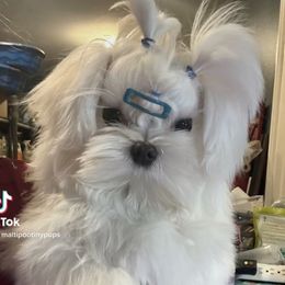 Prince - Maltese