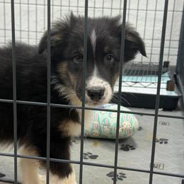 Jack - Black tri-color male Australian Shepherd puppy in Anniston, Alabama from All Hale Aussies