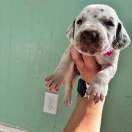 Primrose - White and liver brown female Dalmatian puppy in Wilson, North Carolina from New Horizonz Dalmatians