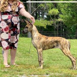 Great Dane All Grown Up from Legado Danes