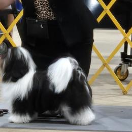 Griffin - Havanese