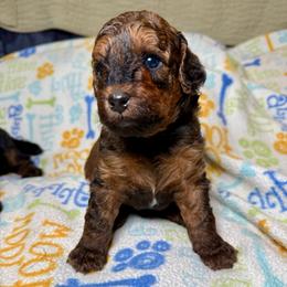 CEDAR - Sable male Poodle puppy in Peyton, Colorado from Fuzzybottoms Ranch LLC