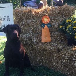 Labrador Retrievers from Caledonia Labradors