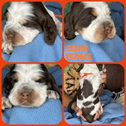 Cedar - Liver white and roan female English Springer Spaniel puppy in Billings, Montana from M&M Fuzzy Bottom Friends