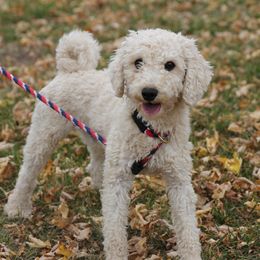 Tucker - Poodle