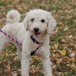 Tucker - Poodle
