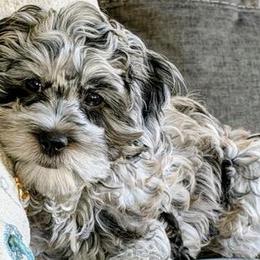 Cockapoos and Goldendoodles from Meghan McKay