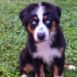 Lexus - Black tri-color female Australian Shepherd puppy in Quincy, Illinois from McMullen’s Aussies