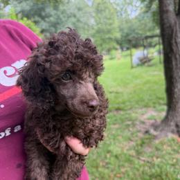 Probably - Brown male Poodle puppy in Florence County, South Carolina from Modern Family Standards