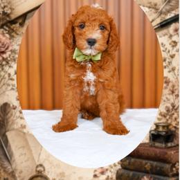 Poet - Red  male Goldendoodle puppy in Norcross, Georgia from Teddy Puppies
