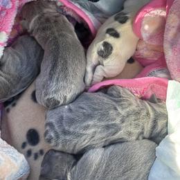 French Bulldog puppies from The Frenchie Ravine Connection LLC
