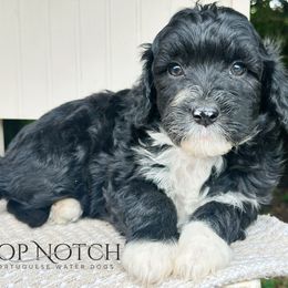 Frost - Black and white female Portuguese Water Dog puppy in Asheville, North Carolina from Top Notch Portuguese Water Dogs