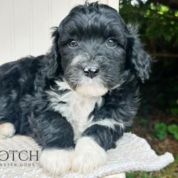 Frost - Black and white female Portuguese Water Dog puppy in Asheville, North Carolina from Top Notch Portuguese Water Dogs