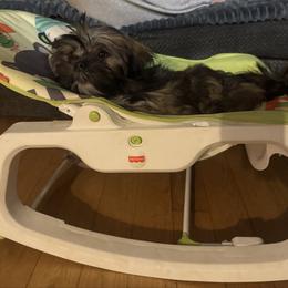 Beau - Red gold male Lhasa Apso puppy in Snover, Michigan from Lhasa Fur Life