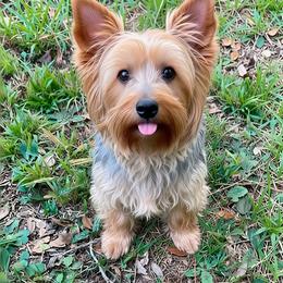 Gemma - Yorkshire Terrier