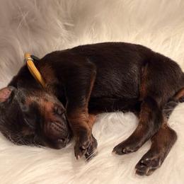 Yellow Collar male - Black and rust male Doberman Pinscher puppy in Madison, Indiana from Jensen Dobermans and Dachshunds