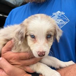 Girl 2 - Red merle female Border Collie puppy in Shawnee, Oklahoma from Cross K Working Collies - Pure Bred Border Collies