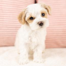 Basil - White male Maltipoo puppy in Salt Lake City, Utah from My Doodle Puppy